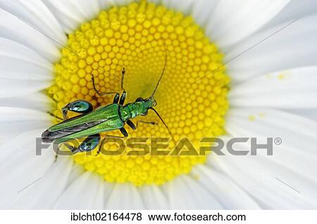 Thick-legged Flower Beetle, Pollen Feeding Beetle (Oedemera flavipes), on Ox-eye Daisy (Leucanthemum vulgare, Chrysanthemum leucanthemum), North Rhine-Westphalia, Germany, Europe View Large Photo Image Stock Photo - Thick-legged Flower Beetle, Pollen Feeding Beetle (Oedemera flavipes), on Ox-eye Daisy (Leucanthemum vulgare, Chrysanthemum leucanthemum), North Rhine-Westphalia, Germany, Europe. Fotosearch