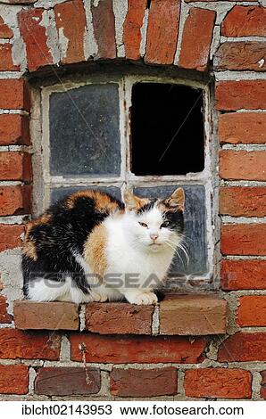 Three-coloured Domestic Cat (Felis silvestris catus) at the window on a brick wall View Large Photo Image Stock Image - Three-coloured Domestic Cat (Felis silvestris catus) at the window on a brick wall. Fotosearch