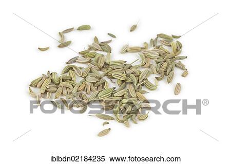Thyme (Thymus) seeds View Large Photo Image Stock Photography - Thyme (Thymus) seeds. Fotosearch