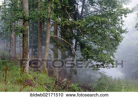Stock Image - Tiefenbachtal valley, Palatinate Forest Nature Park near Edenkoben, Rhineland-Palatinate, Germany, Europe. Fotosearch