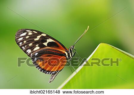 Stock Photo - Tiger Longwing or Golden Helicon (Heliconius hecale), South American species, captive, North Rhine-Westphalia, Germany, Europe. Fotosearch