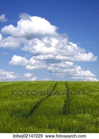 Tire tracks in a field of wheat, Limagne, Auvergne, France, Europe View Large Photo Image Stock Photo - Tire tracks in a field of wheat, Limagne, Auvergne, France, Europe. Fotosearch