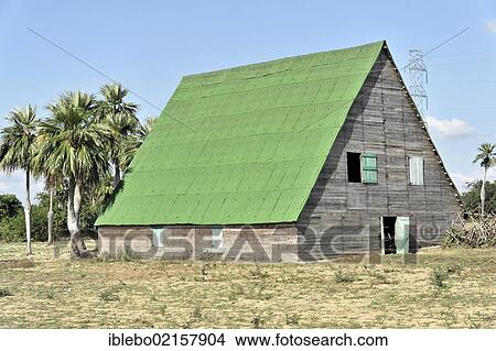Picture - Tobacco curing barn near Vinales, Valle de Vinales, Cuba, Greater Antilles, Caribbean, Central America, America, North America. Fotosearch