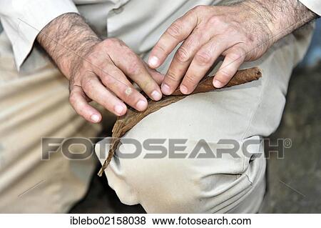 Tobacco farmer rolling a cigar, Tobacco (Nicotiana), tobacco cultivation in the Valle de Vinales National Park, Vinales, Province of Pinar del Rio, Cuba, Greater Antilles, Caribbean, Central America, America, North America View Large Photo Image Stock Photo - Tobacco farmer rolling a cigar, Tobacco (Nicotiana), tobacco cultivation in the Valle de Vinales National Park, Vinales, Province of Pinar del Rio, Cuba, Greater Antilles, Caribbean, Central America, America, North America. Fotosearch