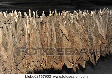 Stock Image - Tobacco hung up to dry in a curing barn near Vinales, Valle de Vinales, Cuba, Greater Antilles, Caribbean, Central America, America, North America. Fotosearch