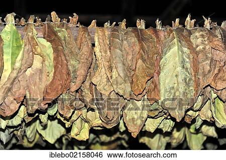 Tobacco in a curing barn, tobacco leaves, Tobacco (Nicotiana), tobacco cultivation in the Valle de Vinales National Park, Vinales, Province of Pinar del Rio, Cuba, Greater Antilles, Caribbean, Central America, America, North America View Large Photo Image Stock Photograph - Tobacco in a curing barn, tobacco leaves, Tobacco (Nicotiana), tobacco cultivation in the Valle de Vinales National Park, Vinales, Province of Pinar del Rio, Cuba, Greater Antilles, Caribbean, Central America, America, North America. Fotosearch