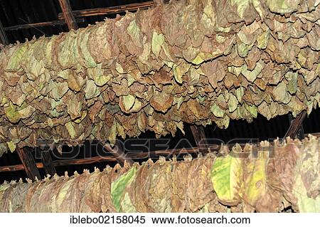 Tobacco in a curing barn, tobacco leaves, Tobacco (Nicotiana), tobacco cultivation in the Valle de Vinales National Park, Vinales, Province of Pinar del Rio, Cuba, Greater Antilles, Caribbean, Central America, America, North America View Large Photo Image Stock Photography - Tobacco in a curing barn, tobacco leaves, Tobacco (Nicotiana), tobacco cultivation in the Valle de Vinales National Park, Vinales, Province of Pinar del Rio, Cuba, Greater Antilles, Caribbean, Central America, America, North America. Fotosearch