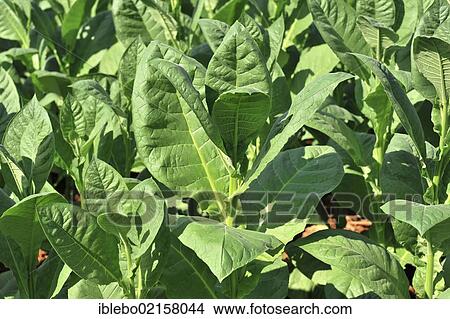 Tobacco plantation, tobacco leaves, Tobacco (Nicotiana), tobacco cultivation in the Valle de Vinales National Park, Vinales, Province of Pinar del Rio, Cuba, Greater Antilles, Caribbean, Central America, America, North America View Large Photo Image Picture - Tobacco plantation, tobacco leaves, Tobacco (Nicotiana), tobacco cultivation in the Valle de Vinales National Park, Vinales, Province of Pinar del Rio, Cuba, Greater Antilles, Caribbean, Central America, America, North America. Fotosearch