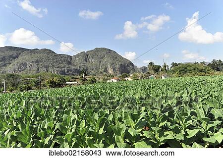 Tobacco plantation, tobacco leaves, Tobacco (Nicotiana), tobacco cultivation in the Valle de Vinales National Park, Vinales, Province of Pinar del Rio, Cuba, Greater Antilles, Caribbean, Central America, America, North America View Large Photo Image Stock Image - Tobacco plantation, tobacco leaves, Tobacco (Nicotiana), tobacco cultivation in the Valle de Vinales National Park, Vinales, Province of Pinar del Rio, Cuba, Greater Antilles, Caribbean, Central America, America, North America. Fotosearch
