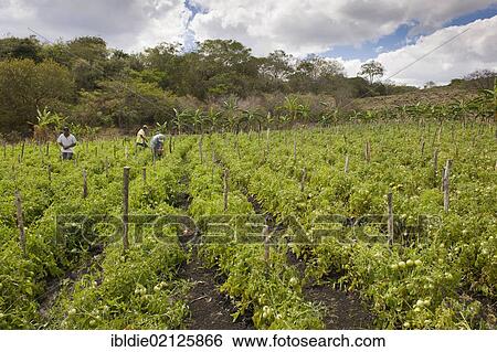 Tomato plantation, agriculture, Terabona, northeastern highlands, Nicaragua, Central America, North America View Large Photo Image Stock Photograph - Tomato plantation, agriculture, Terabona, northeastern highlands, Nicaragua, Central America, North America. Fotosearch