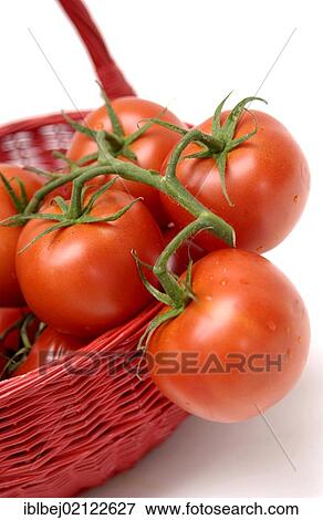 Tomatoes View Large Photo Image Stock Photo - Tomatoes. Fotosearch