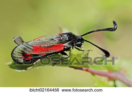 Stock Photograph - Transparent Burnet (Zygaena purpuralis), Provence, Southern France, France, Europe. Fotosearch