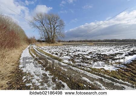 Stock Photo - Tree in a winter landscape near Perach, Upper Bavaria, Germany, Europe. Fotosearch