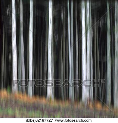 Trees, forest, blurry View Large Photo Image Stock Photo - Trees, forest, blurry. Fotosearch
