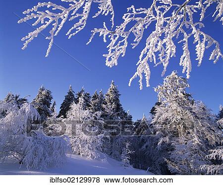 Trees with thick frost and snow below a steel-blue sky, Thuringian Forest, Thuringia, Germany, Europe View Large Photo Image Stock Photo - Trees with thick frost and snow below a steel-blue sky, Thuringian Forest, Thuringia, Germany, Europe. Fotosearch