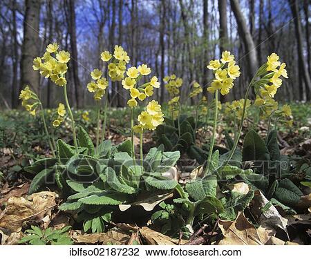Stock Image - True oxlip (Primula elatior), Hainich National Park, a World Heritage natural site, near Eisenach, Thuringia, Germany, Europe. Fotosearch
