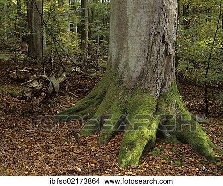 Trunk base of an old European beech (Fagus sylvatica), covered in moss, jungle-like beech forest, Steigerwald forest, Bavaria, Germany, Europe View Large Photo Image Picture - Trunk base of an old European beech (Fagus sylvatica), covered in moss, jungle-like beech forest, Steigerwald forest, Bavaria, Germany, Europe. Fotosearch
