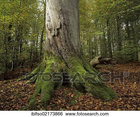 Trunk base of an old European beech (Fagus sylvatica), covered in moss, jungle-like beech forest, Steigerwald forest, Bavaria, Germany, Europe View Large Photo Image Stock Photograph - Trunk base of an old European beech (Fagus sylvatica), covered in moss, jungle-like beech forest, Steigerwald forest, Bavaria, Germany, Europe. Fotosearch
