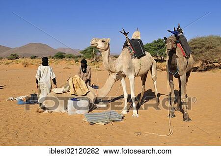 Stock Image - Tuareg of the Kel Immidir preparing a tourist caravan, Adrar Tekemberet, Immidir, Algeria, Sahara, North Africa, Africa. Fotosearch