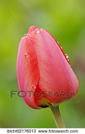 Tulip (Tulipa sp. ), flower with waterdrops View Large Photo Image Stock Image - Tulip (Tulipa sp. ), flower with waterdrops. Fotosearch