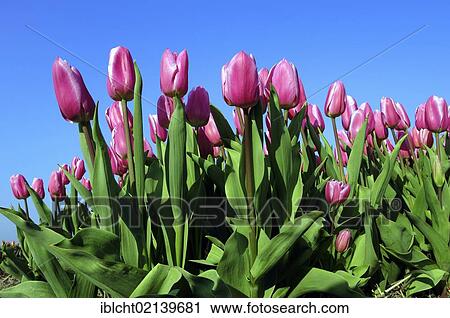 Stock Image - Tulips (Tulipa sp. ), Lisse, South Holland, Holland, Netherlands, Europe. Fotosearch