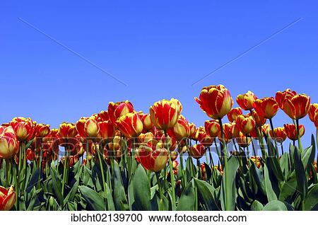 Tulips (Tulipa sp. ), Lisse, South Holland, Holland, Netherlands, Europe' View Large Photo Image Stock Image - Tulips (Tulipa sp. ), Lisse, South Holland, Holland, Netherlands, Europe'. Fotosearch