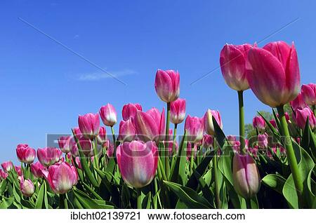 Tulips (Tulipa sp. ), Lisse, South Holland, Holland, Netherlands, Europe View Large Photo Image Stock Image - Tulips (Tulipa sp. ), Lisse, South Holland, Holland, Netherlands, Europe. Fotosearch