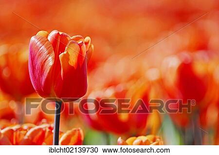 Stock Image - Tulips (Tulipa sp. ), Lisse, South Holland, Holland, Netherlands, Europe. Fotosearch