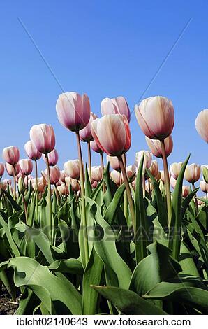 Tulips (Tulipa sp. ), Lisse, South Holland, Holland, Netherlands, Europe View Large Photo Image Stock Image - Tulips (Tulipa sp. ), Lisse, South Holland, Holland, Netherlands, Europe. Fotosearch