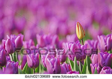Tulips (Tulipa sp. ), Lisse, South Holland, Holland, Netherlands, Europe' View Large Photo Image Stock Photo - Tulips (Tulipa sp. ), Lisse, South Holland, Holland, Netherlands, Europe'. Fotosearch