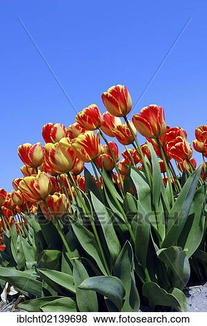 Stock Photo - Tulips (Tulipa sp. ), Lisse, South Holland, Holland, Netherlands, Europe'. Fotosearch