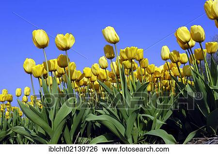 Tulips (Tulipa sp. ), Lisse, South Holland, Holland, Netherlands, Europe View Large Photo Image Stock Photograph - Tulips (Tulipa sp. ), Lisse, South Holland, Holland, Netherlands, Europe. Fotosearch