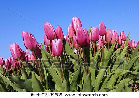 Stock Photography - Tulips (Tulipa sp. ), Lisse, South Holland, Holland, Netherlands, Europe. Fotosearch