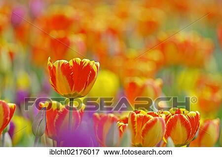 Stock Photo - Tulips (Tulipa sp. ). Fotosearch