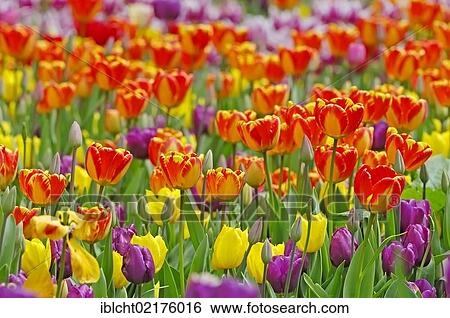 Tulips (Tulipa sp. ) View Large Photo Image Stock Photograph - Tulips (Tulipa sp. ). Fotosearch