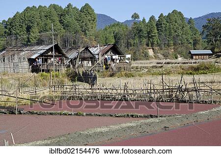 Typical rice paddys and village structure of the Apatani tribe, Hong village, Arunachal Pradesh, India, Asia View Large Photo Image Stock Photograph - Typical rice paddys and village structure of the Apatani tribe, Hong village, Arunachal Pradesh, India, Asia. Fotosearch