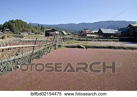 Typical rice paddys and village structure of the Apatani tribe, Hong village, Arunachal Pradesh, India, Asia View Large Photo Image Stock Photography - Typical rice paddys and village structure of the Apatani tribe, Hong village, Arunachal Pradesh, India, Asia. Fotosearch