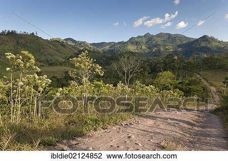 Stock Image - Unpaved road through the northeastern uplands with tropical vegetation, Nicaragua, Central America, North America. Fotosearch