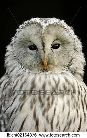 Stock Photograph - Ural Owl (Strix uralensis), portrait, captive, North Rhine-Westphalia, Germany, Europe. Fotosearch