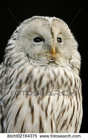Ural Owl (Strix uralensis), portrait, captive, North Rhine-Westphalia, Germany, Europe View Large Photo Image Stock Photography - Ural Owl (Strix uralensis), portrait, captive, North Rhine-Westphalia, Germany, Europe. Fotosearch