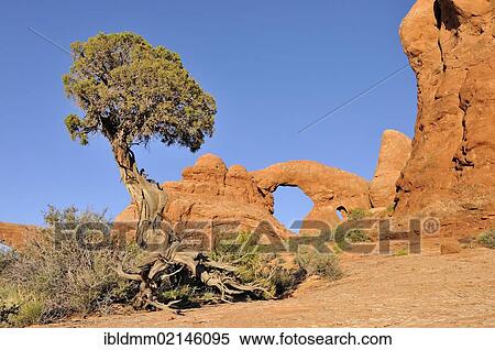 Stock Photography - Utah Juniper (Juniperus osteosperma), Turret Arch, rock bridge or natural arch in Arches National Park, Utah, USA, North America. Fotosearch