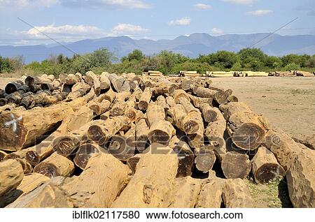 Valuable tropical timber from the forest of the Gran Chaco is stored at a wholesaler's, Salta province, Argentina, South America View Large Photo Image Stock Image - Valuable tropical timber from the forest of the Gran Chaco is stored at a wholesaler's, Salta province, Argentina, South America. Fotosearch