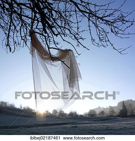 Stock Image - Veil hanging from a tree. Fotosearch