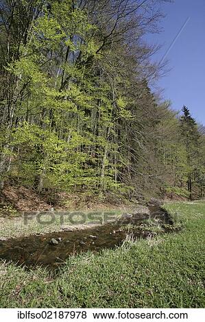 Stock Photo - Vesser river in the Vessertal-Thuringian Forest Biosphere Reserve, Thuringia, Germany, Europe. Fotosearch