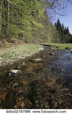 Vesser river in the Vessertal-Thuringian Forest Biosphere Reserve, Thuringia, Germany, Europe View Large Photo Image Stock Photograph - Vesser river in the Vessertal-Thuringian Forest Biosphere Reserve, Thuringia, Germany, Europe. Fotosearch