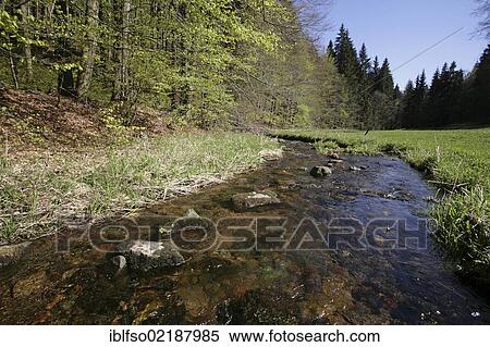 Vesser river in the Vessertal-Thuringian Forest Biosphere Reserve, Thuringia, Germany, Europe View Large Photo Image Stock Photography - Vesser river in the Vessertal-Thuringian Forest Biosphere Reserve, Thuringia, Germany, Europe. Fotosearch