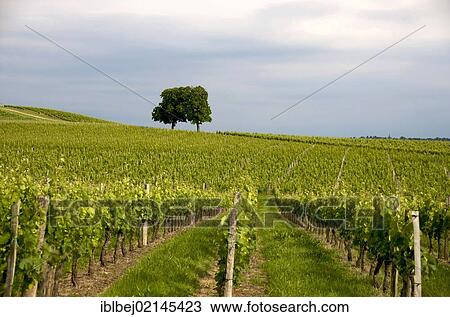 Vineyard of Saint-Emilion, Gironde, Bordeaux, France, Europe View Large Photo Image Stock Image - Vineyard of Saint-Emilion, Gironde, Bordeaux, France, Europe. Fotosearch