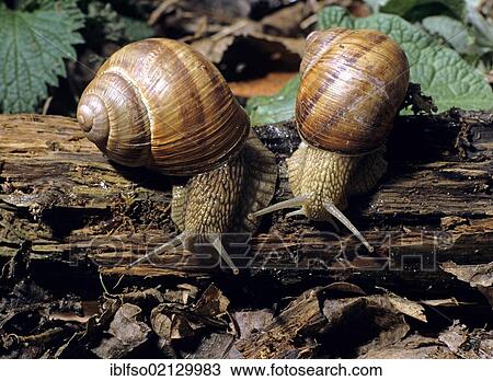 Vineyard Snails (Helix pomatia), Germany, Europe View Large Photo Image Stock Image - Vineyard Snails (Helix pomatia), Germany, Europe. Fotosearch