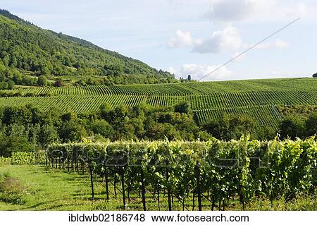 Vineyards, grapevines in Edenkoben, German Wine Route, Palatine wine, Palatinate Forest Nature Reserve, Rhineland-Palatinate, Germany, Europe View Large Photo Image Stock Photo - Vineyards, grapevines in Edenkoben, German Wine Route, Palatine wine, Palatinate Forest Nature Reserve, Rhineland-Palatinate, Germany, Europe. Fotosearch