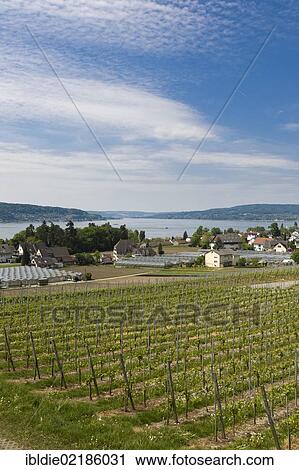 Stock Image - Vineyards, Reichenau Island, Lake Constance, Baden-Wuerttemberg, southern Germany, Germany, Europe. Fotosearch